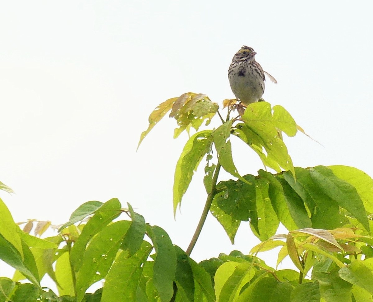 Savannah Sparrow - ML638672199