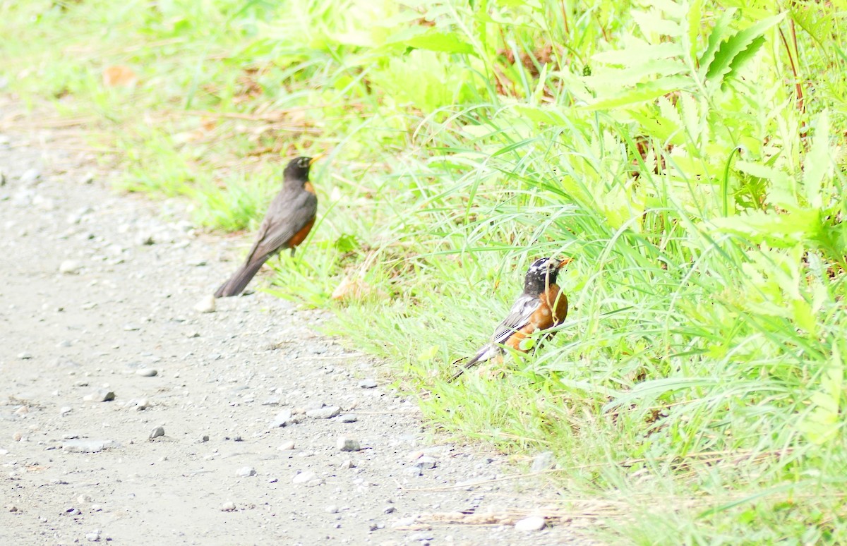 American Robin - ML638672215