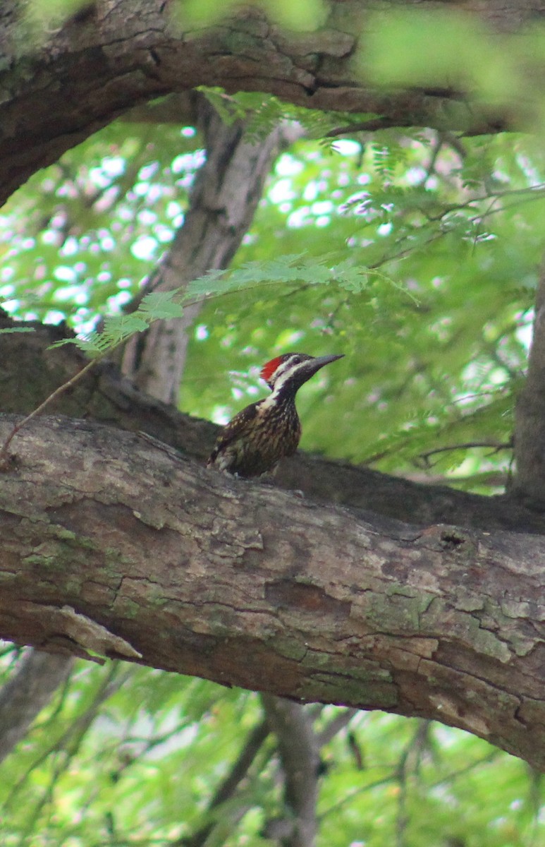 Black-rumped Flameback - ML638672254