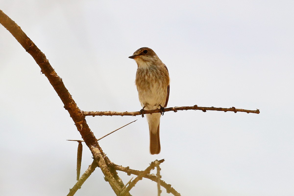Spotted Flycatcher - ML638672286