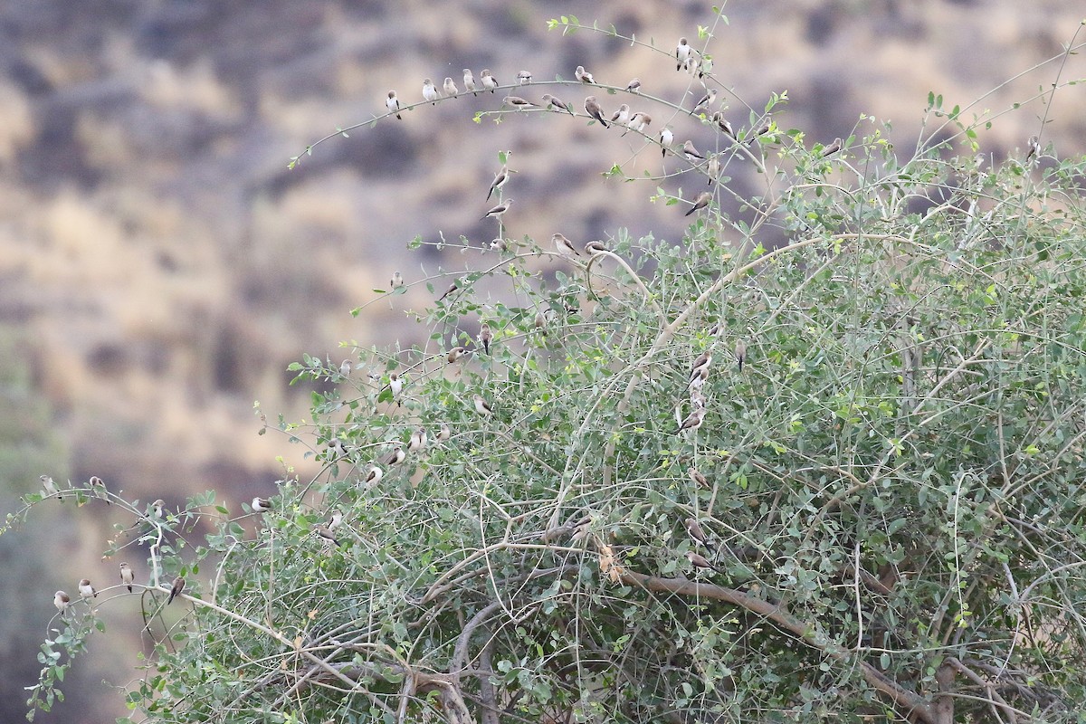 African Silverbill - ML638672295