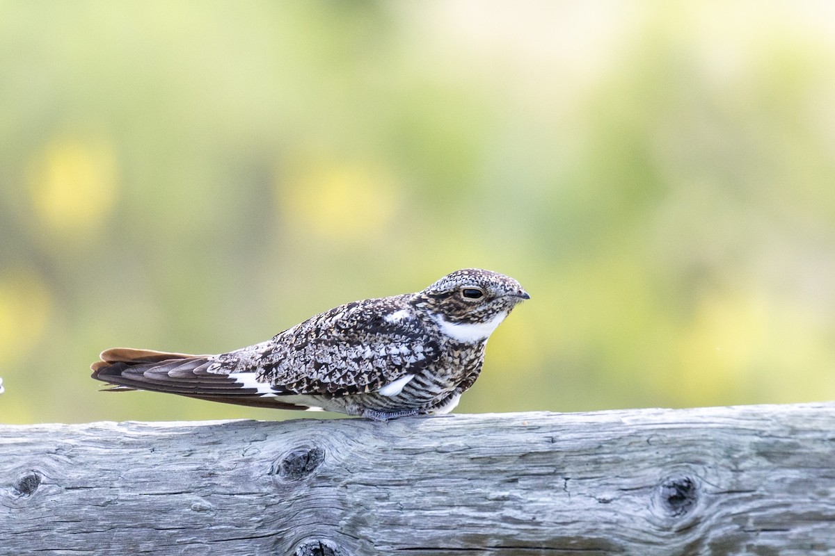 Common Nighthawk - ML638672341