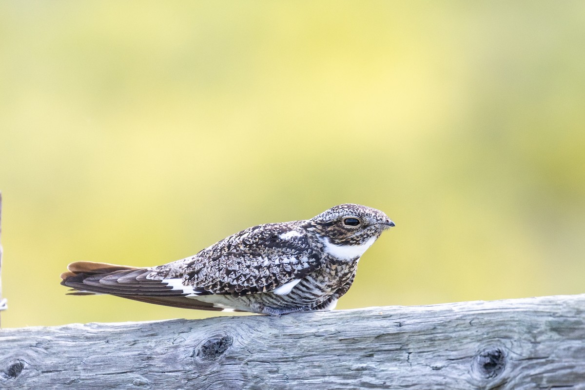 Common Nighthawk - ML638672342