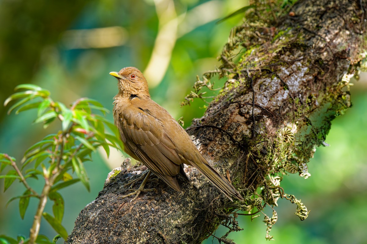 Clay-colored Thrush - ML638672359