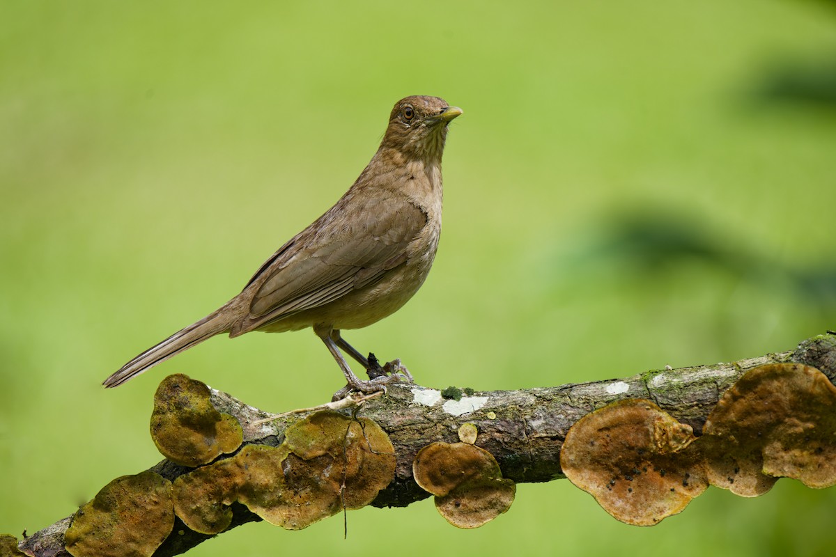 Clay-colored Thrush - ML638672363