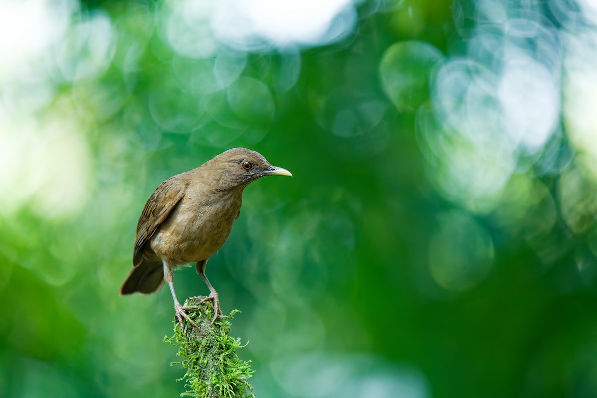 Clay-colored Thrush - ML638672366