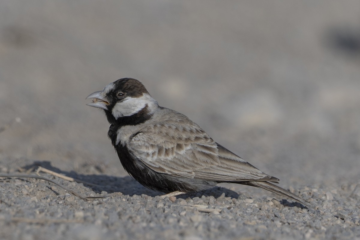 Black-crowned Sparrow-Lark - ML638672381