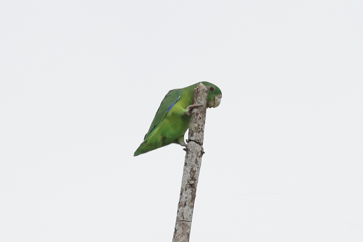 Riparian Parrotlet - ML638672400