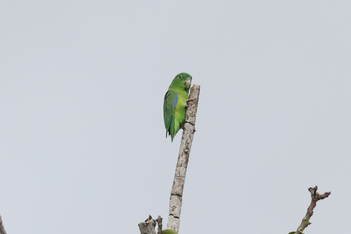 Riparian Parrotlet - ML638672401