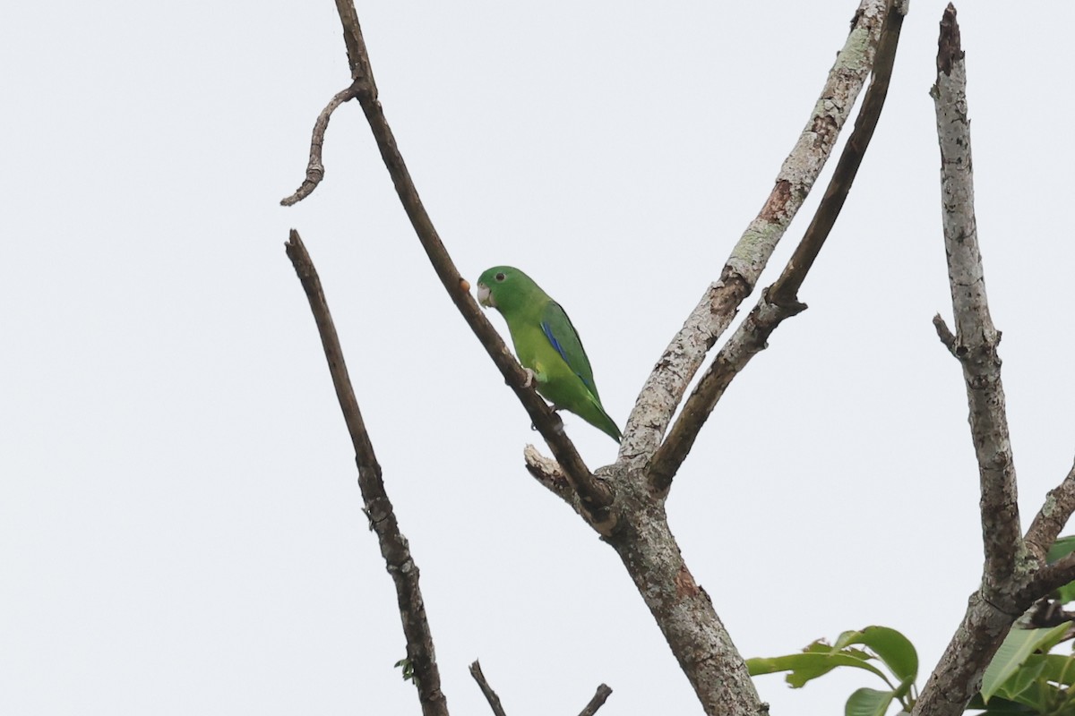 Riparian Parrotlet - ML638672402