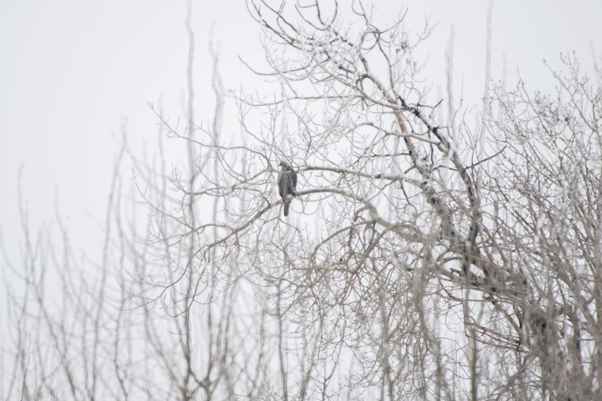 American Goshawk - ML638672411
