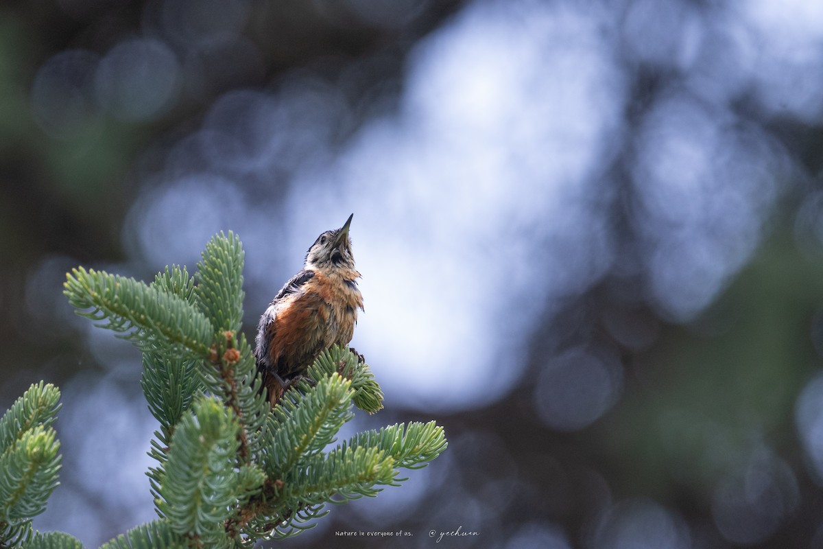 Przevalski's Nuthatch - ML638672456