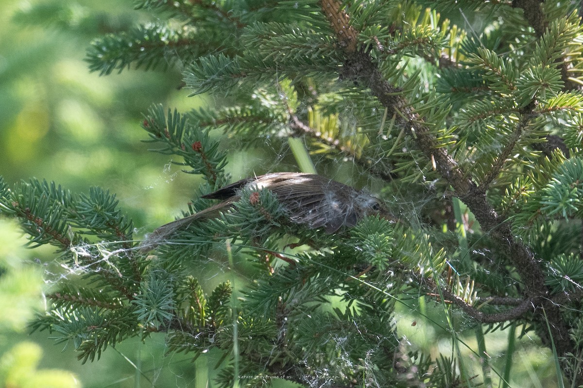 Chinese Bush Warbler - ML638672512