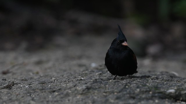 Crested Bunting - ML638672538
