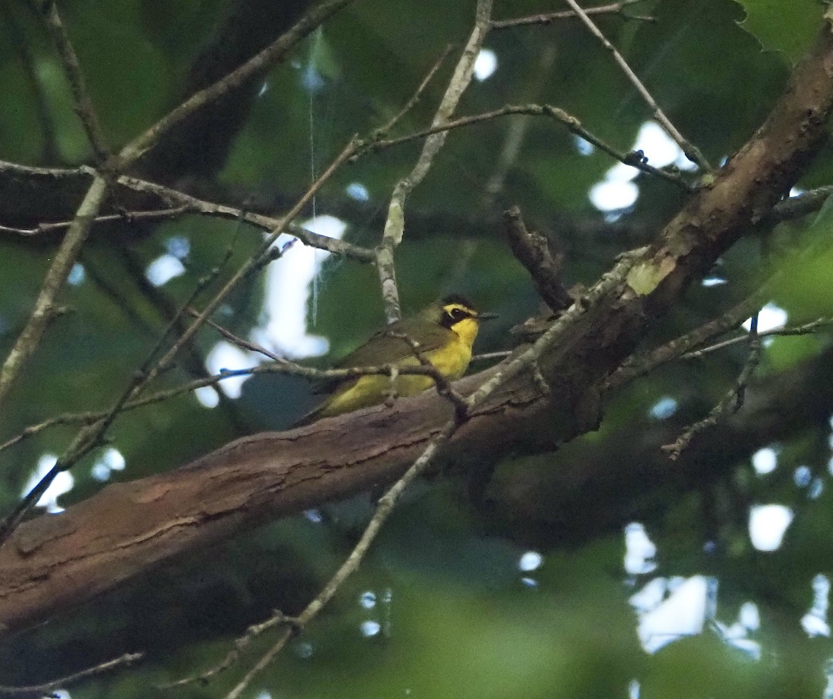 Kentucky Warbler - ML638672545
