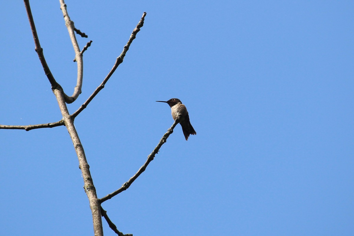 Ruby-throated Hummingbird - ML638672553