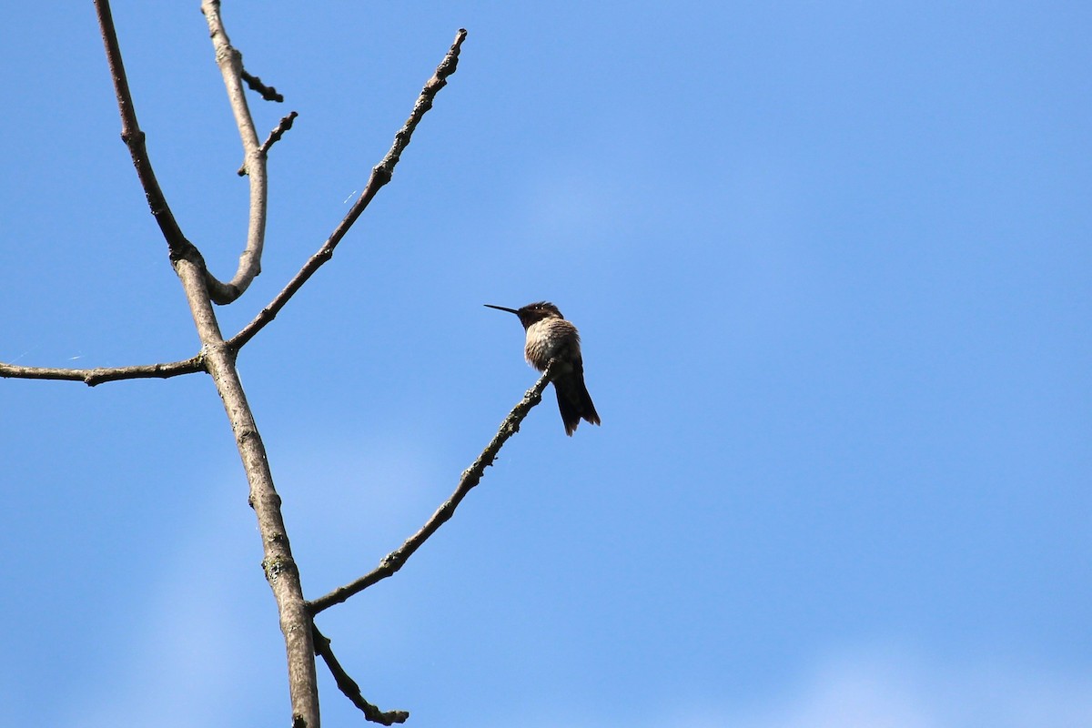 Ruby-throated Hummingbird - ML638672554