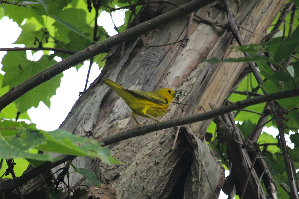 Yellow Warbler - ML638672562