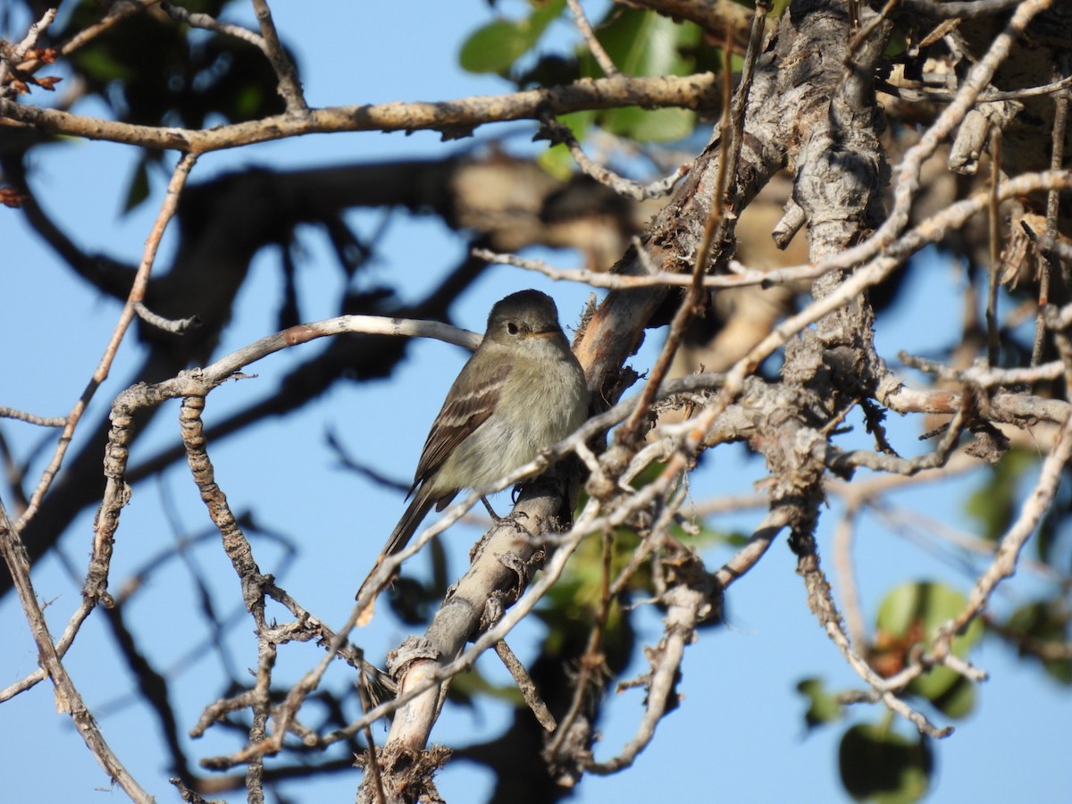 Dusky Flycatcher - ML638672605