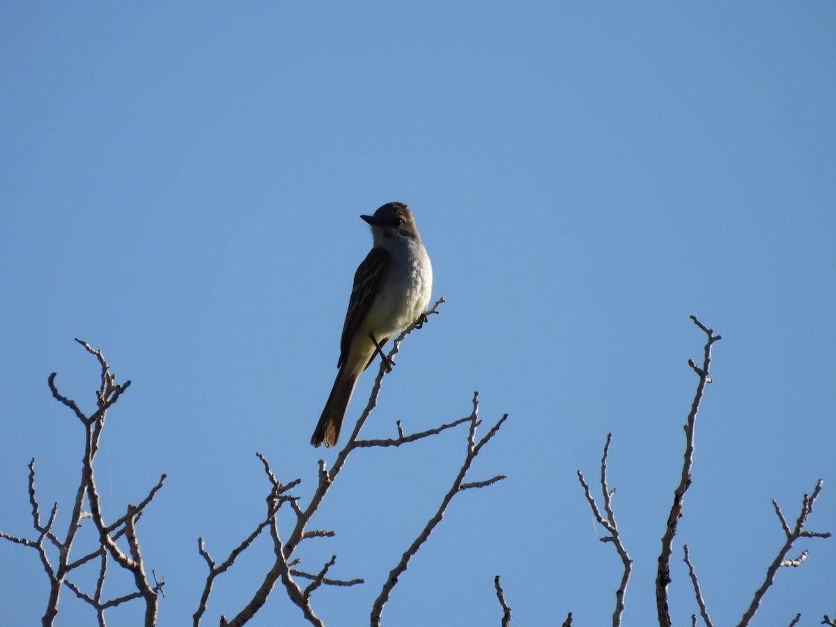 Ash-throated Flycatcher - ML638672609