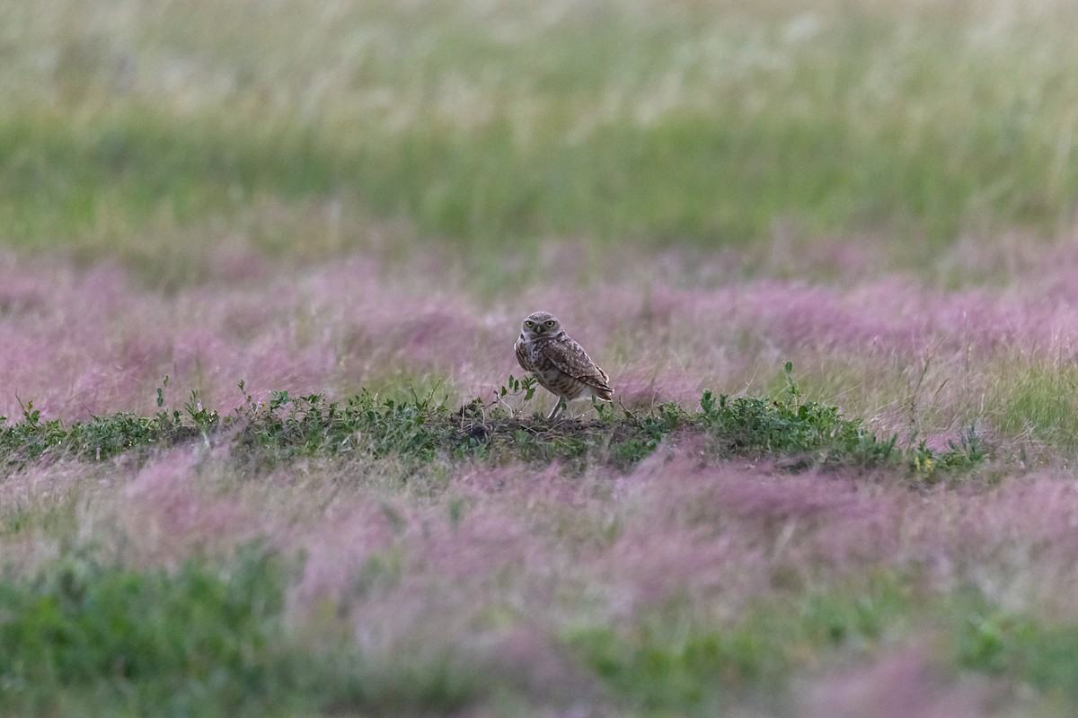 Burrowing Owl - ML638672619