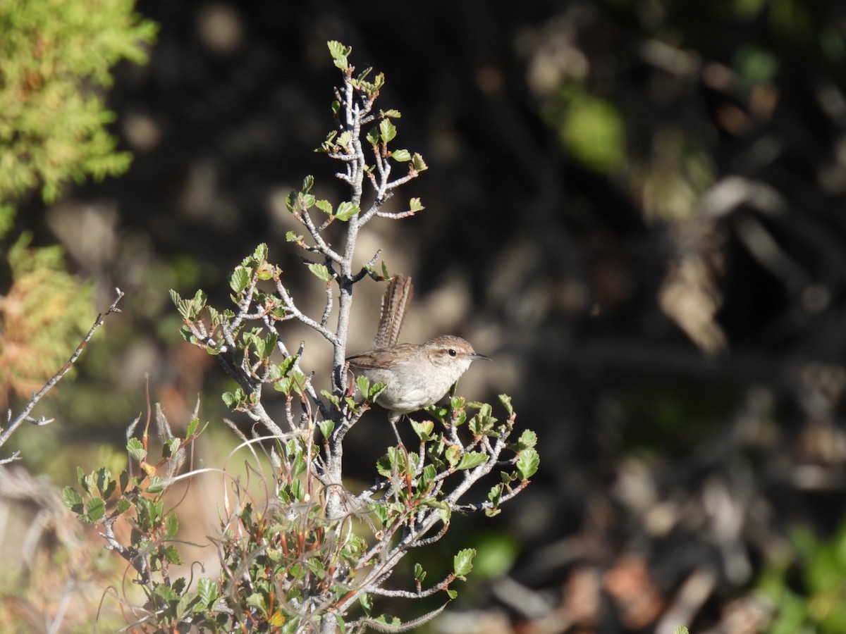 Bewick's Wren - ML638672658