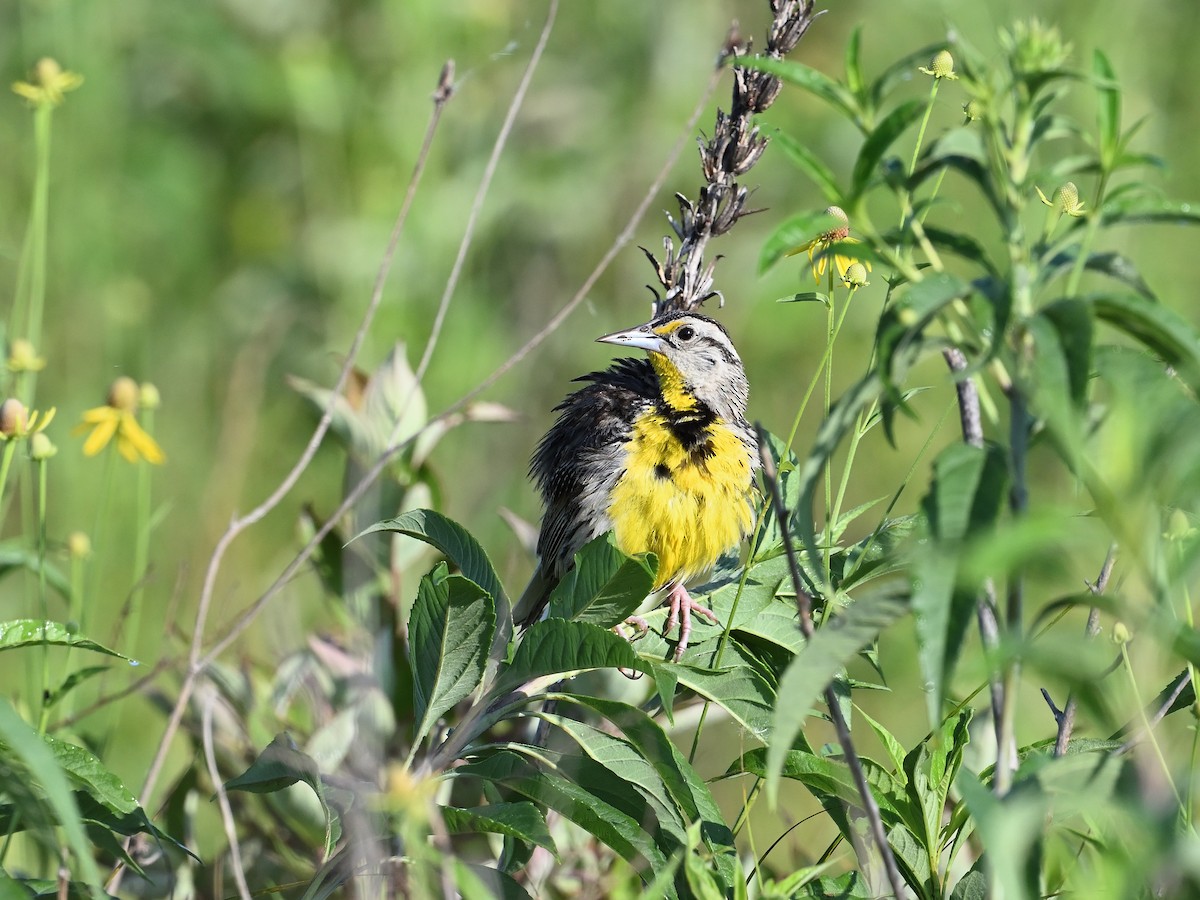 Eastern Meadowlark (Eastern) - ML638672673