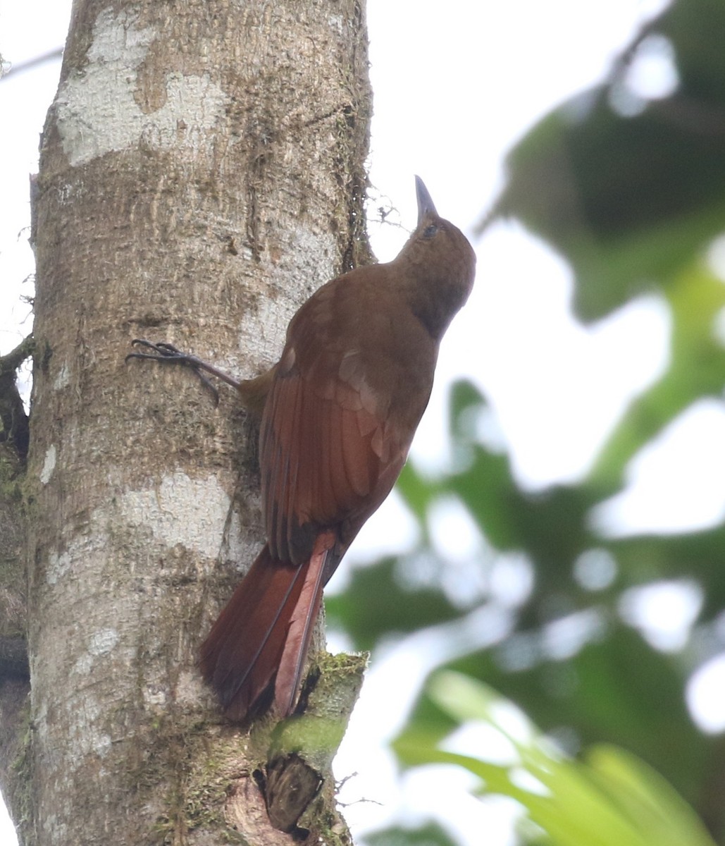 Tyrannine Woodcreeper - ML638672741