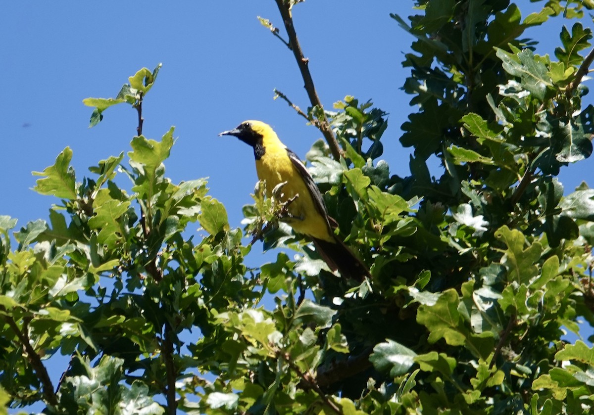 Hooded Oriole - ML638672742