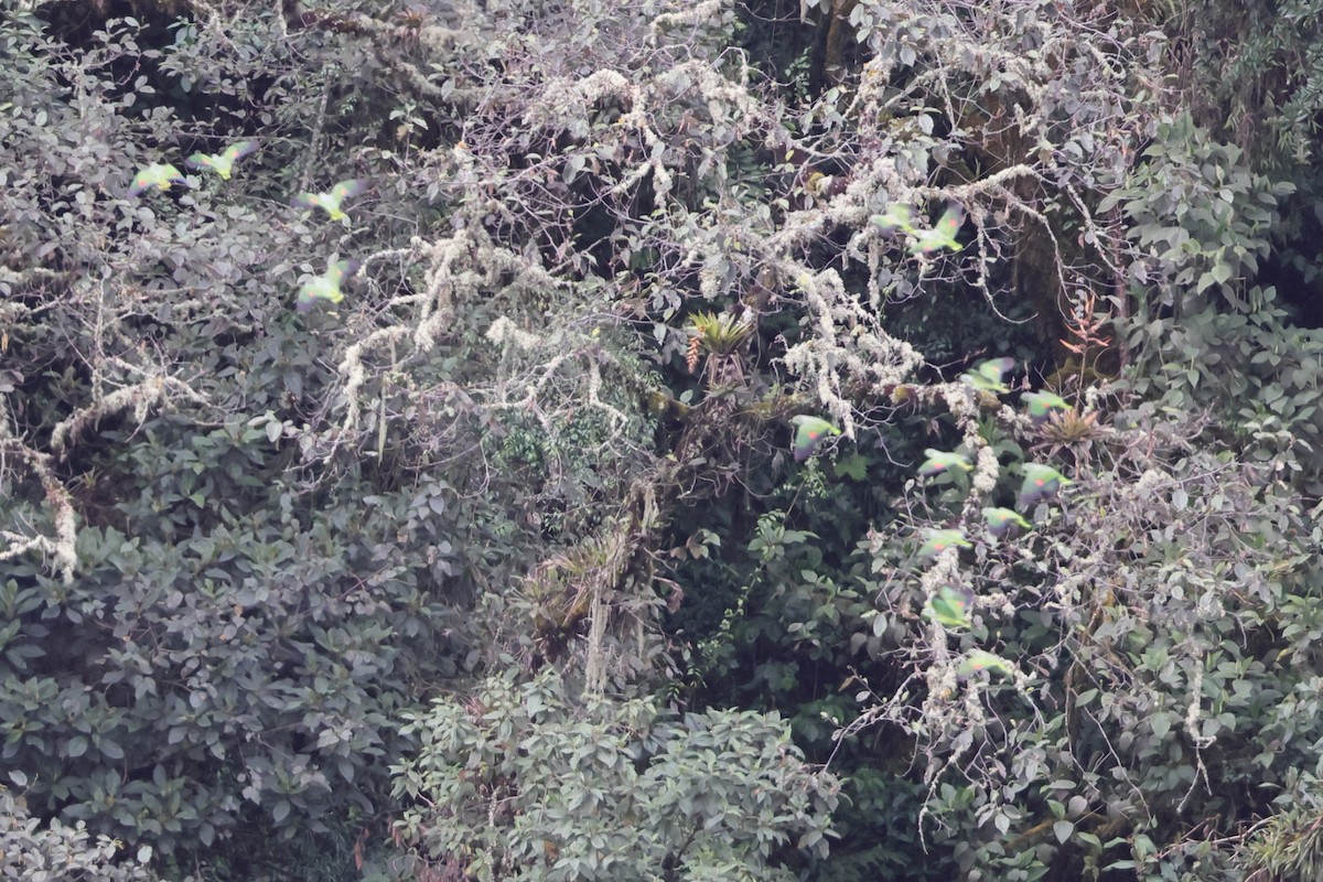 amazoňan vojenský - ML638672744