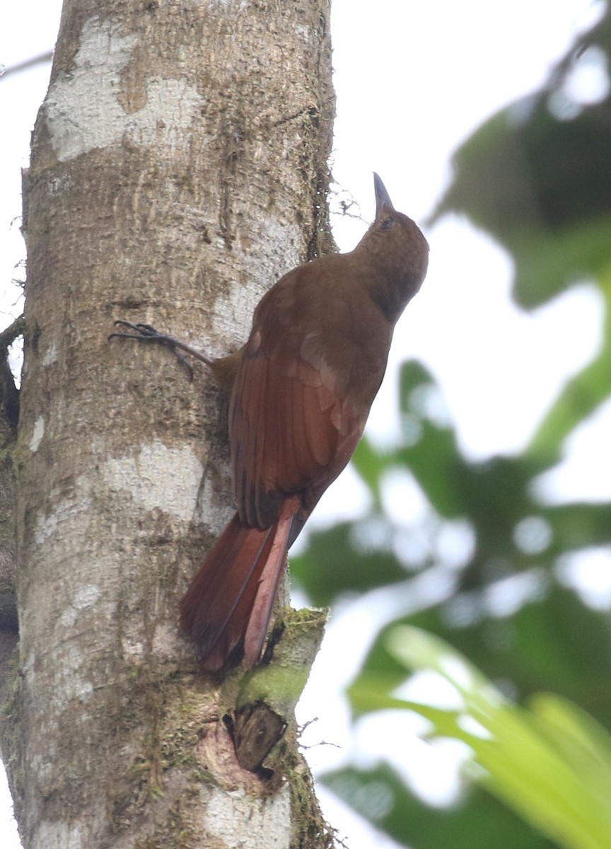 Tyrannine Woodcreeper - ML638672747