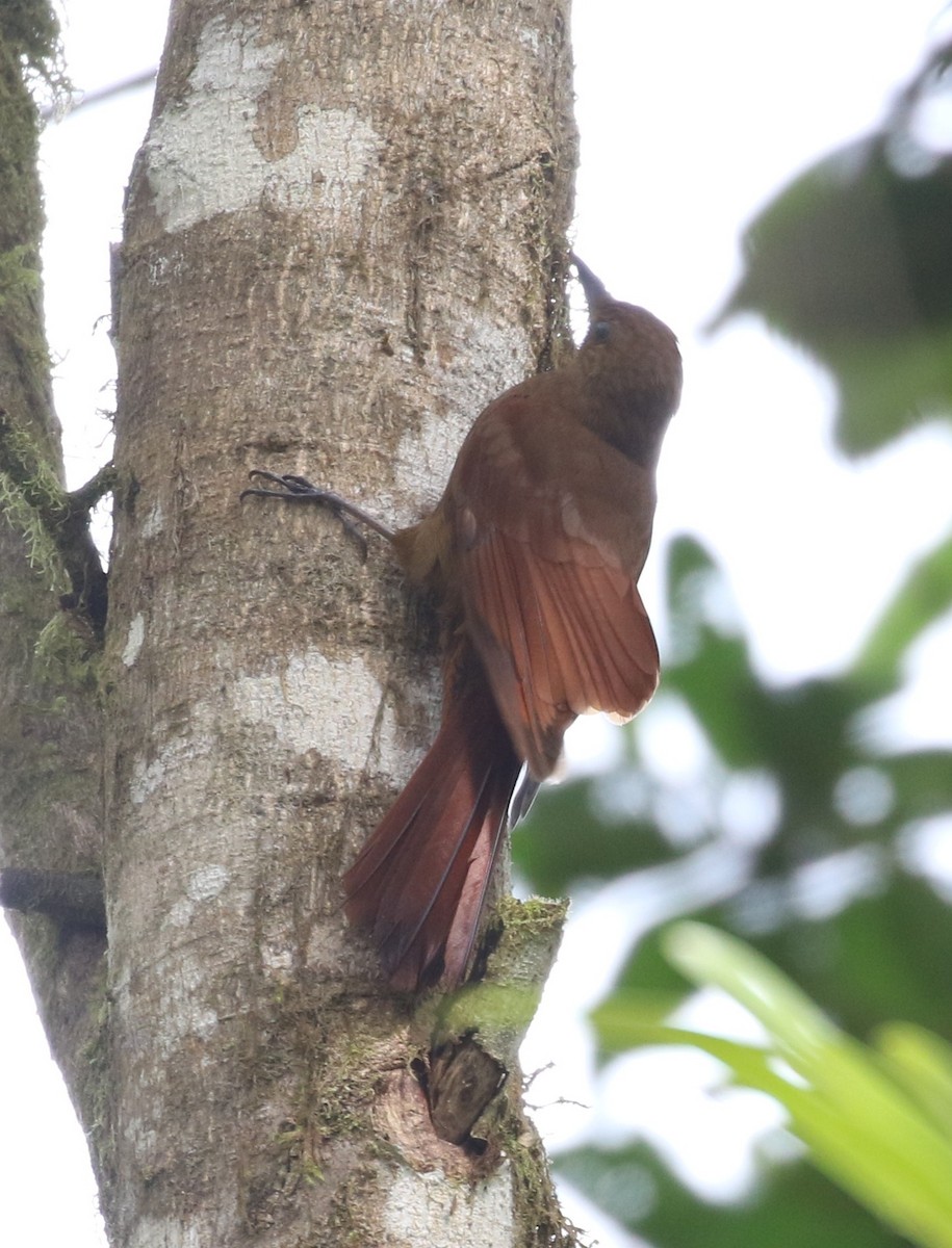 Tyrannine Woodcreeper - ML638672748