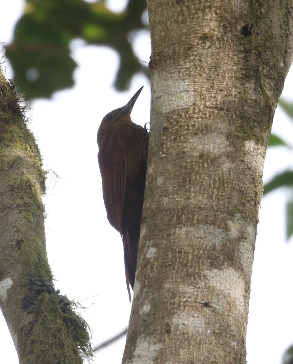 Tyrannine Woodcreeper - ML638672751