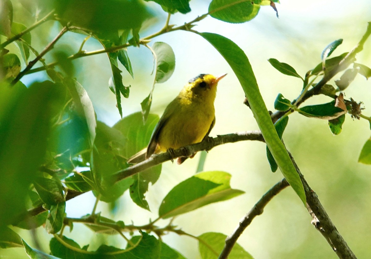 Wilson's Warbler - ML638672756