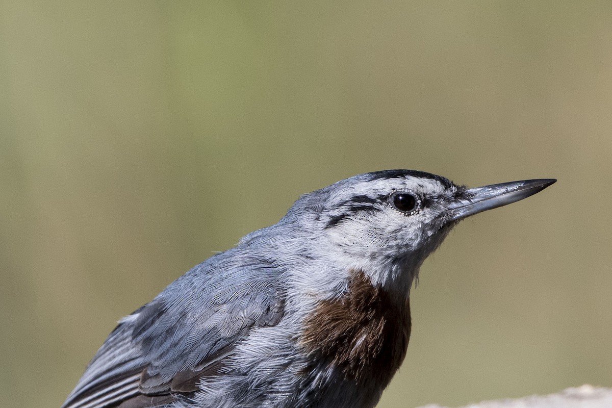 Krüper's Nuthatch - ML638672757