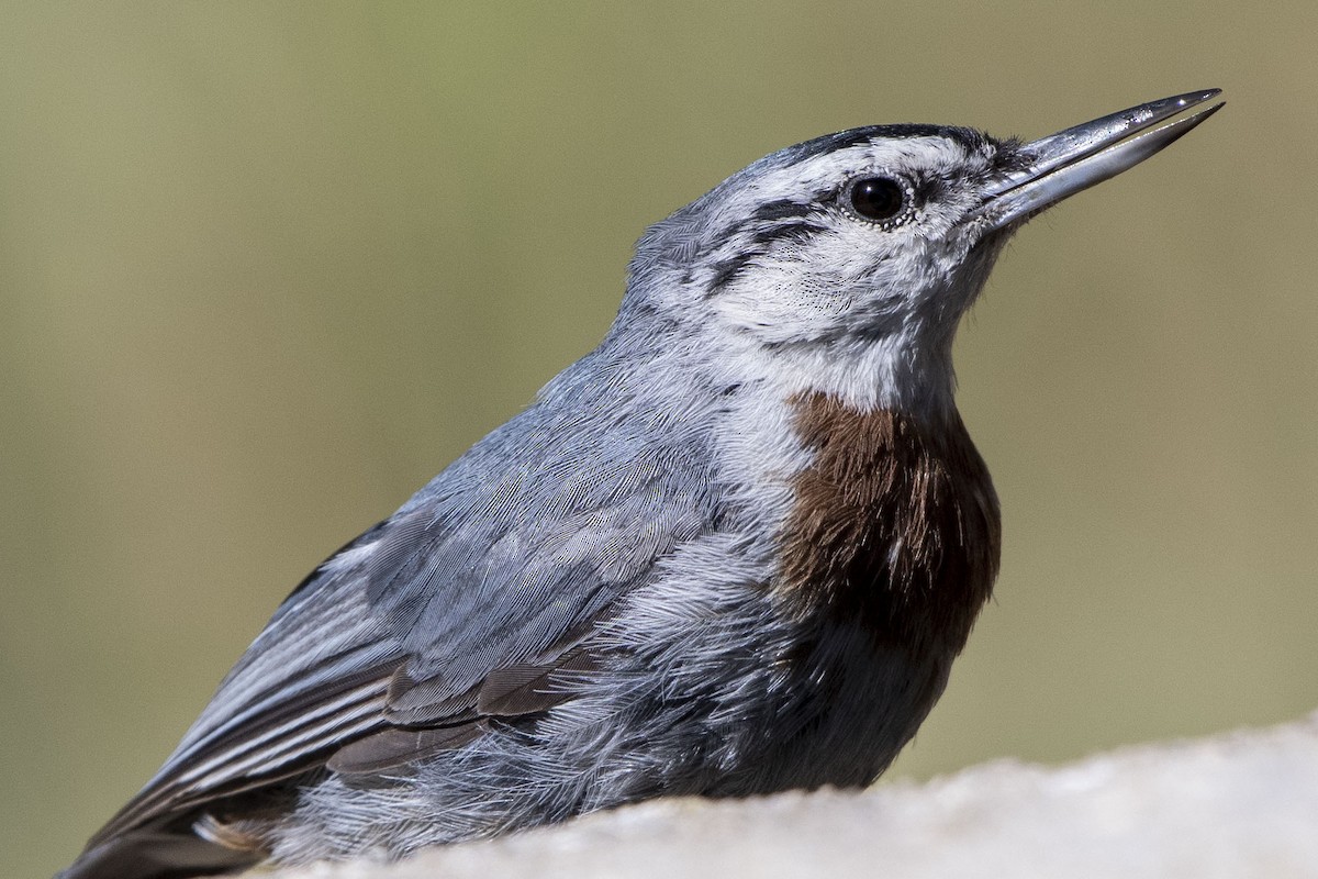 Krüper's Nuthatch - ML638672758