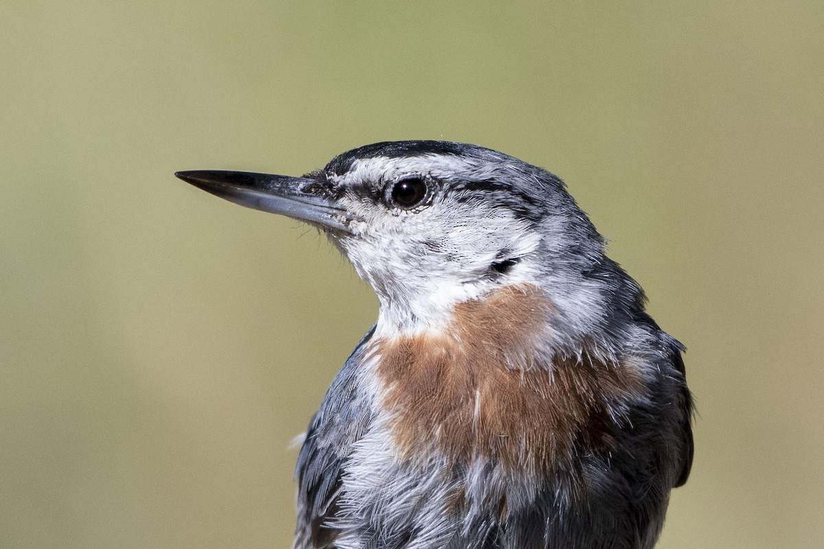 Krüper's Nuthatch - ML638672759