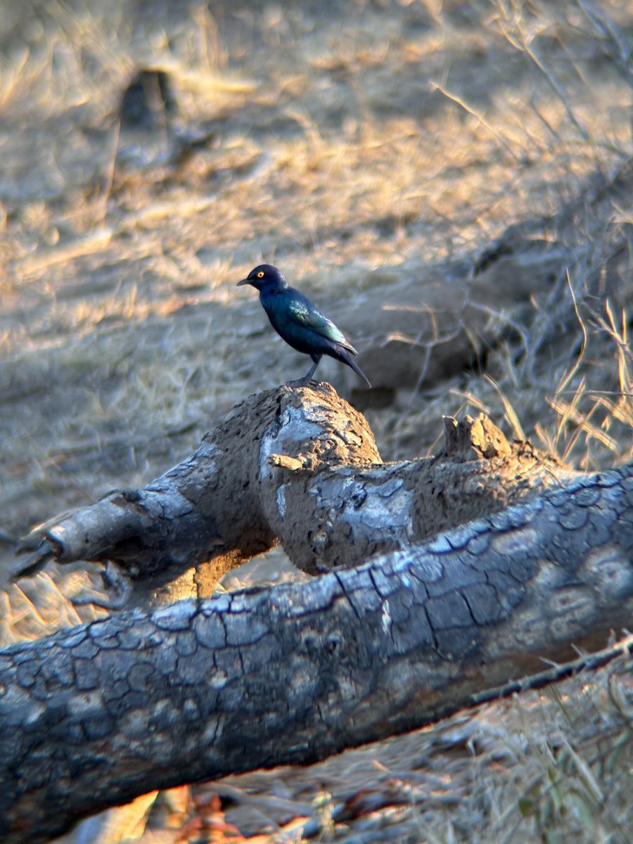 Cape Starling - ML638672823