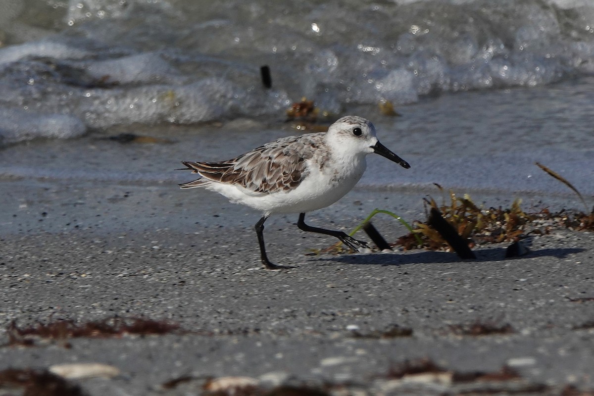 Sanderling - ML638672950