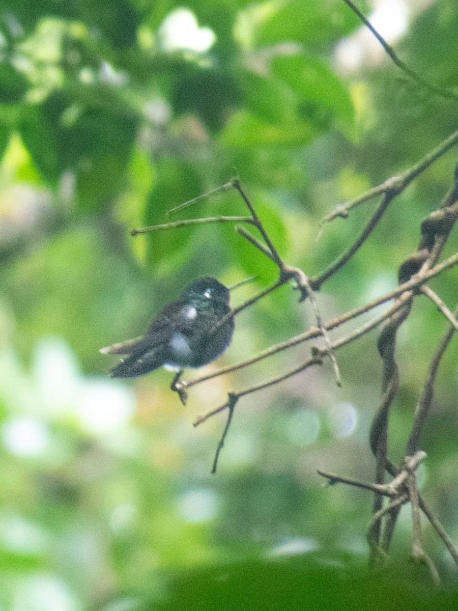 Purple-throated Mountain-gem - ML638672952
