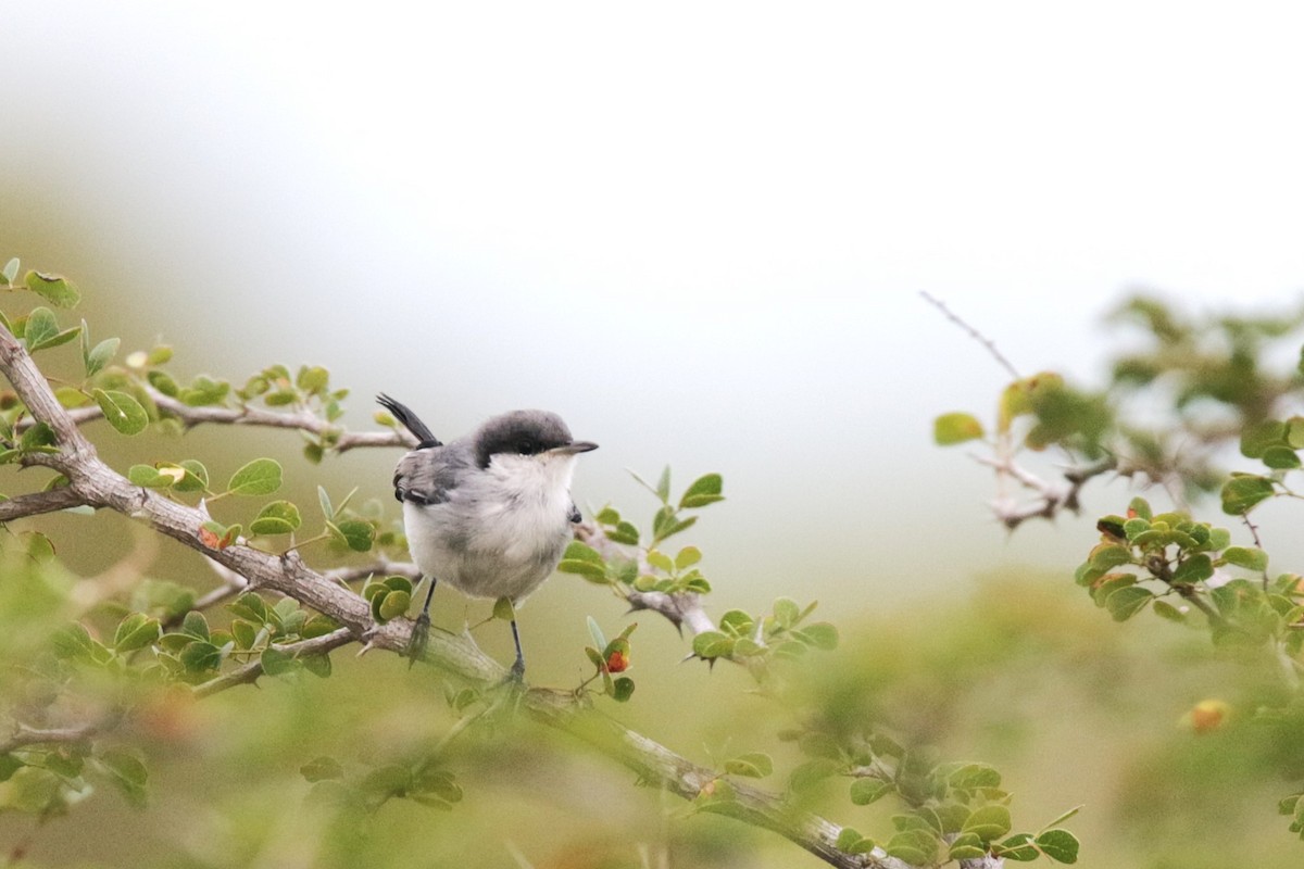 Tropical Gnatcatcher - ML638672958
