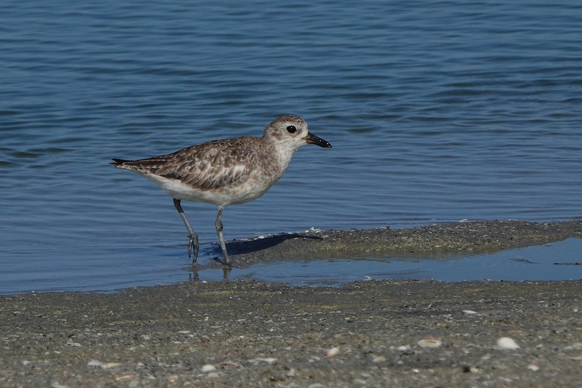 Black-bellied Plover - ML638672974