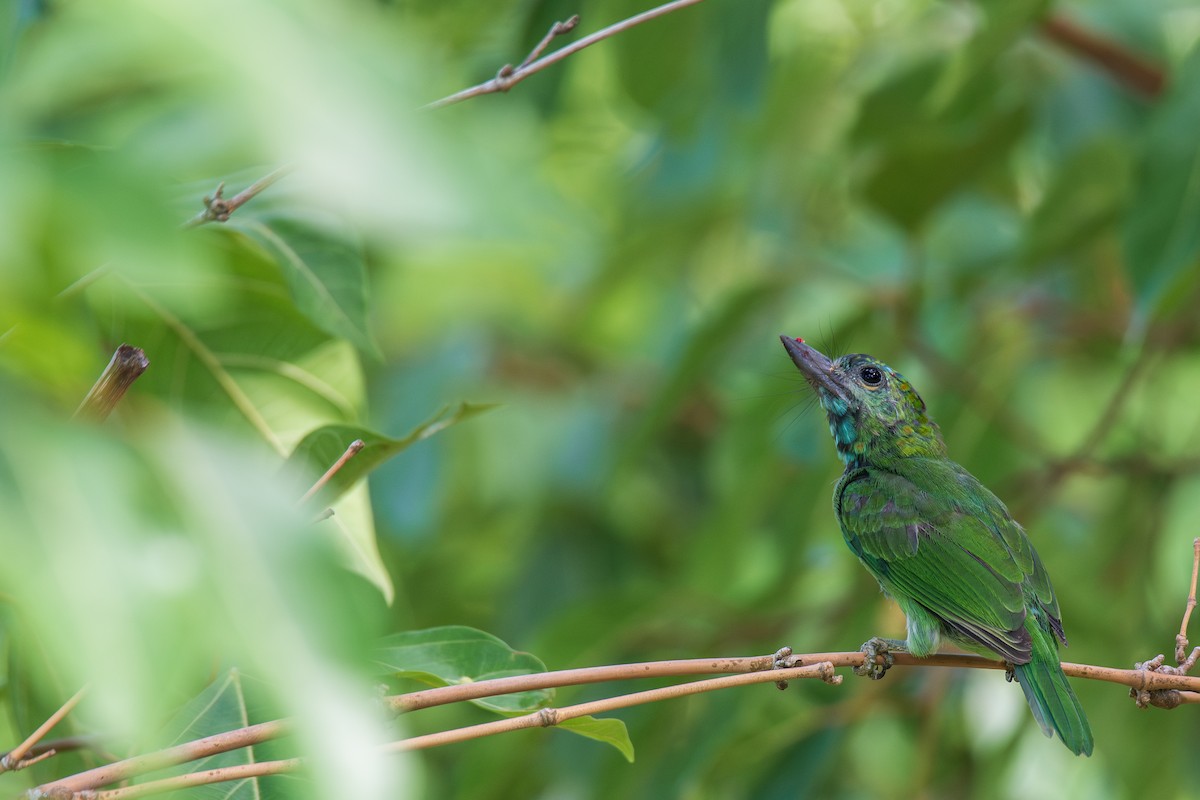Blue-eared Barbet - ML638673029