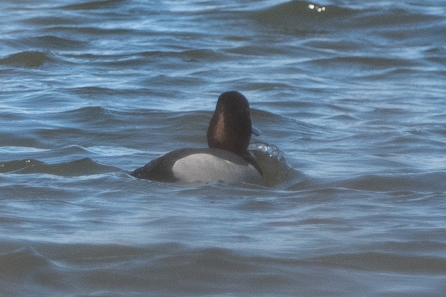 Redhead x Ring-necked Duck (hybrid) - ML638673036