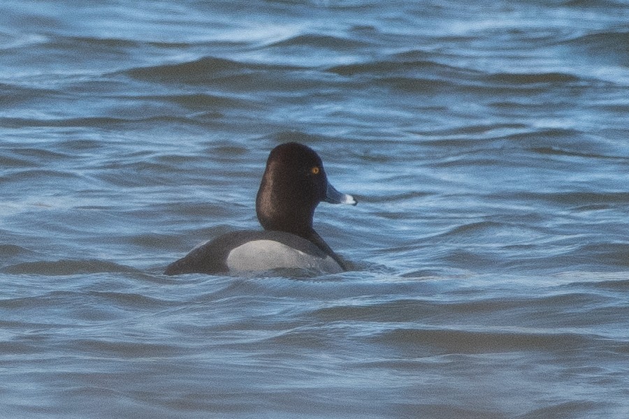 Redhead x Ring-necked Duck (hybrid) - ML638673037