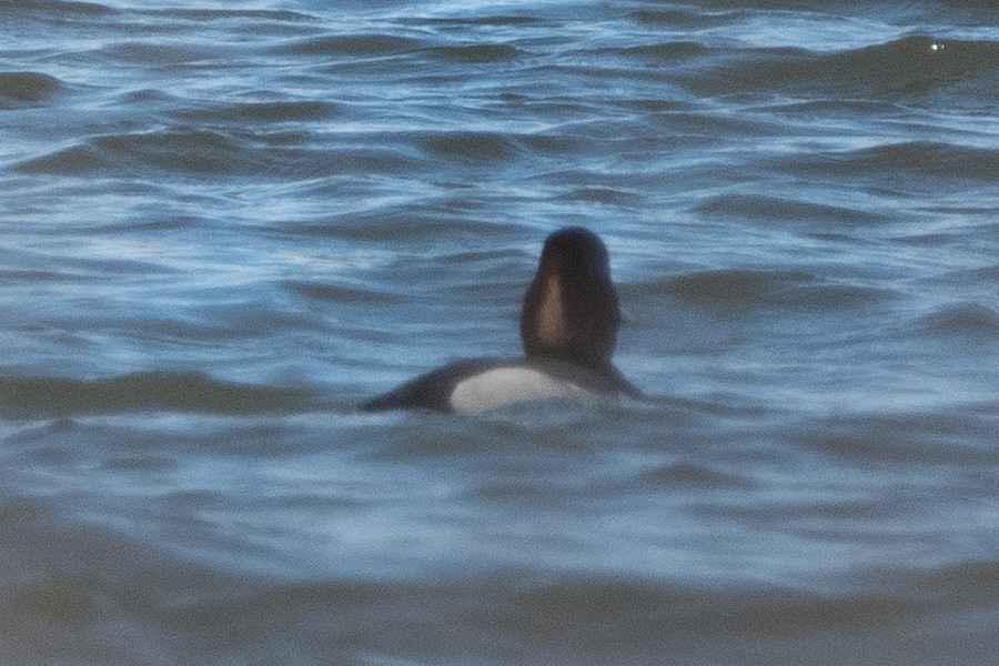 Redhead x Ring-necked Duck (hybrid) - ML638673038