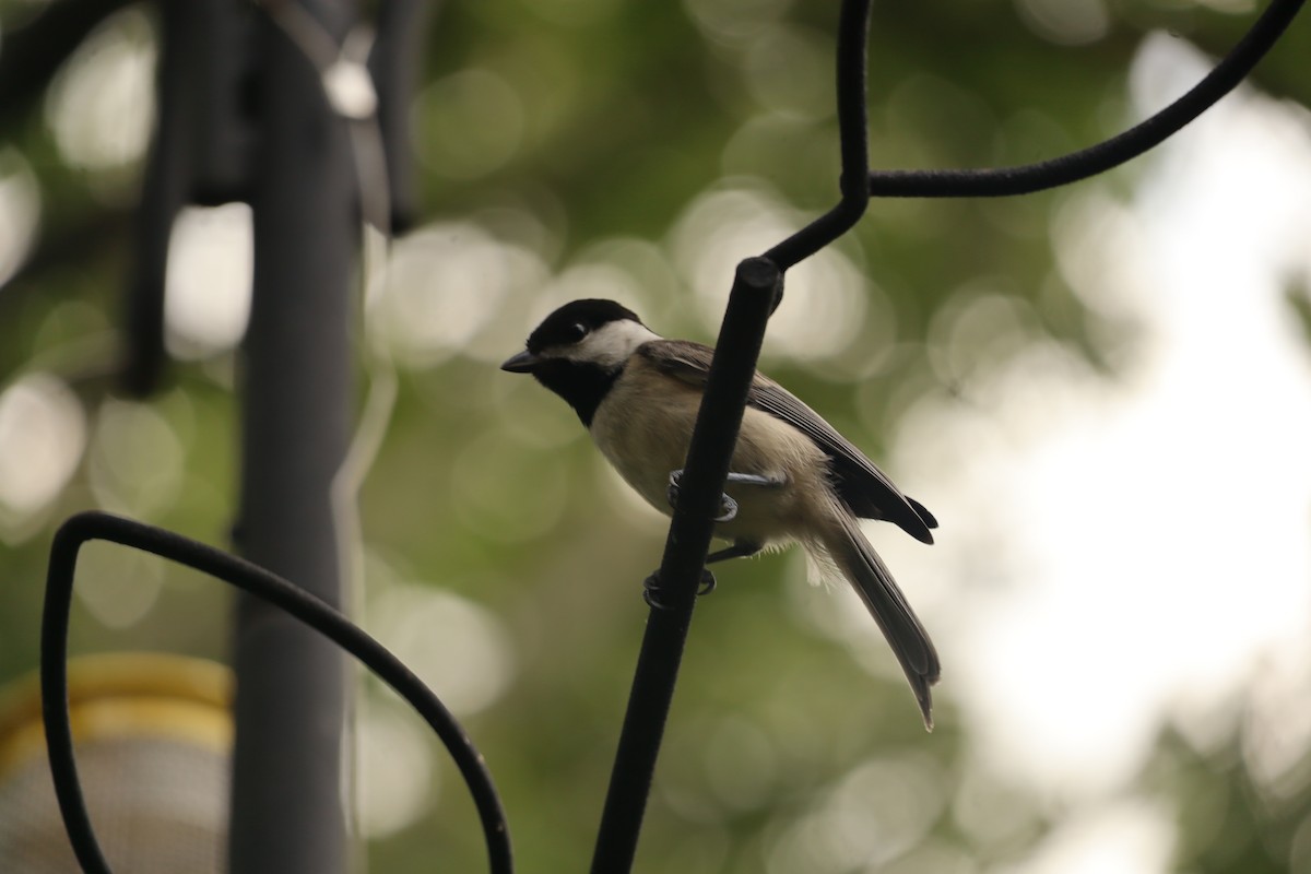Carolina Chickadee - ML638673048