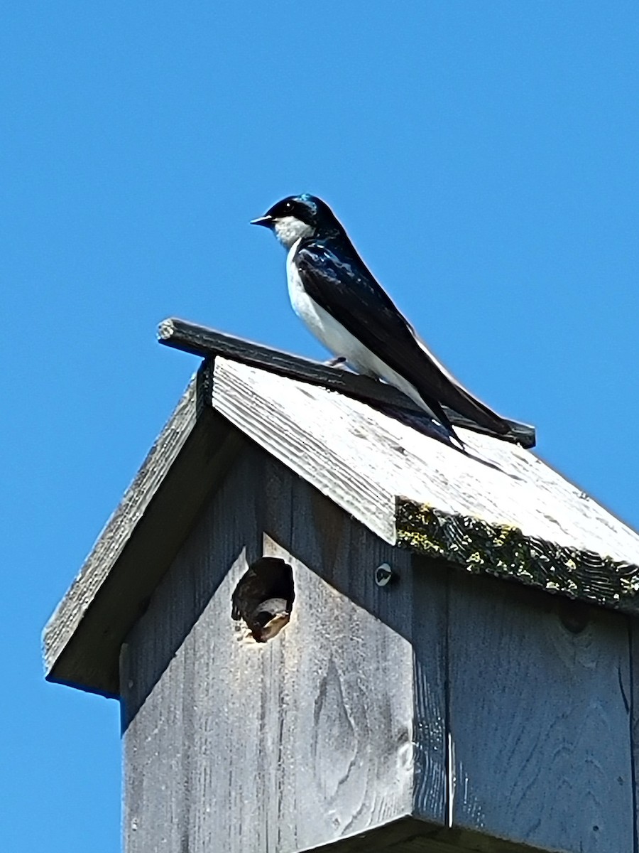 Tree Swallow - ML638673063