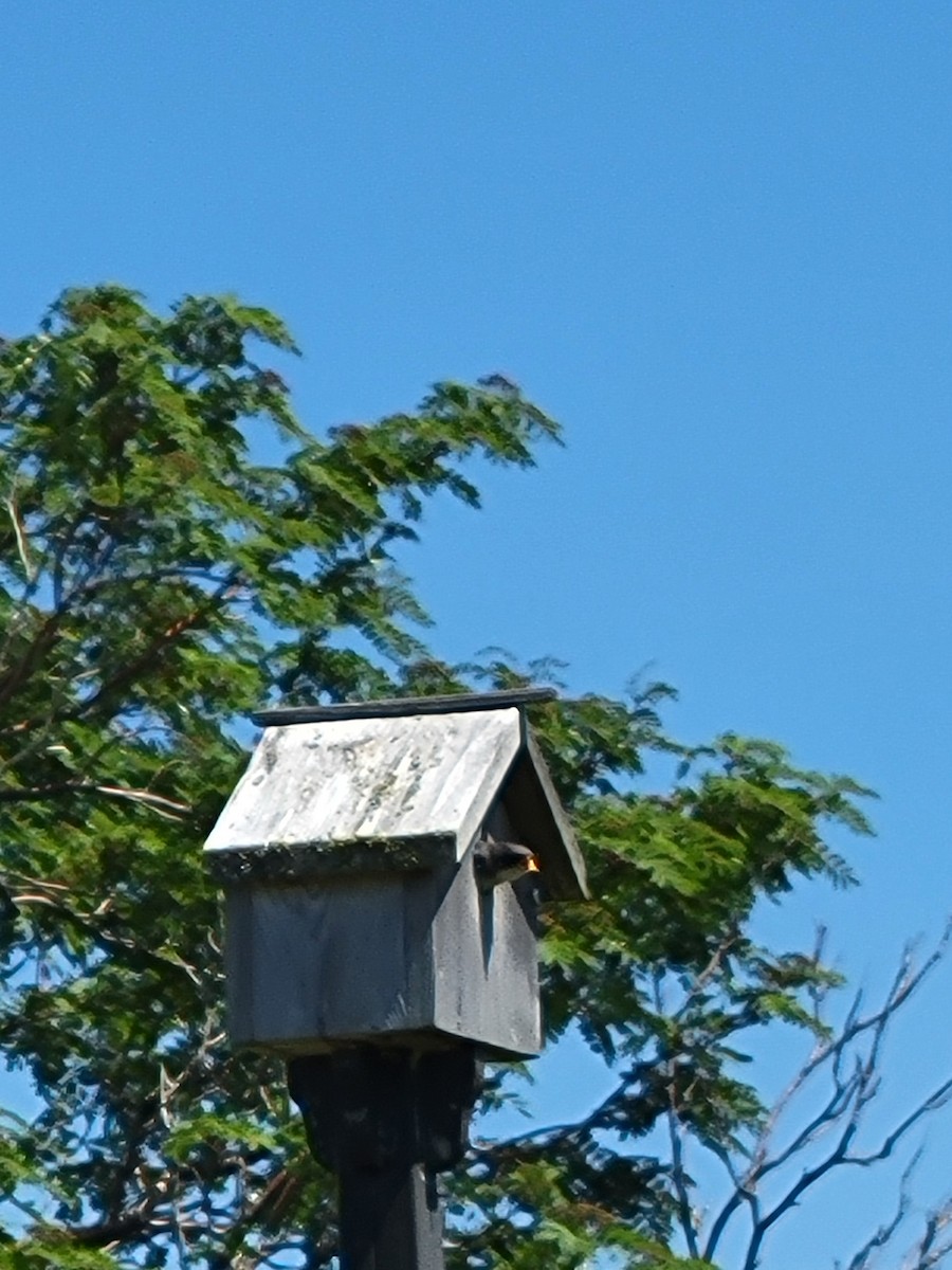 Tree Swallow - ML638673068