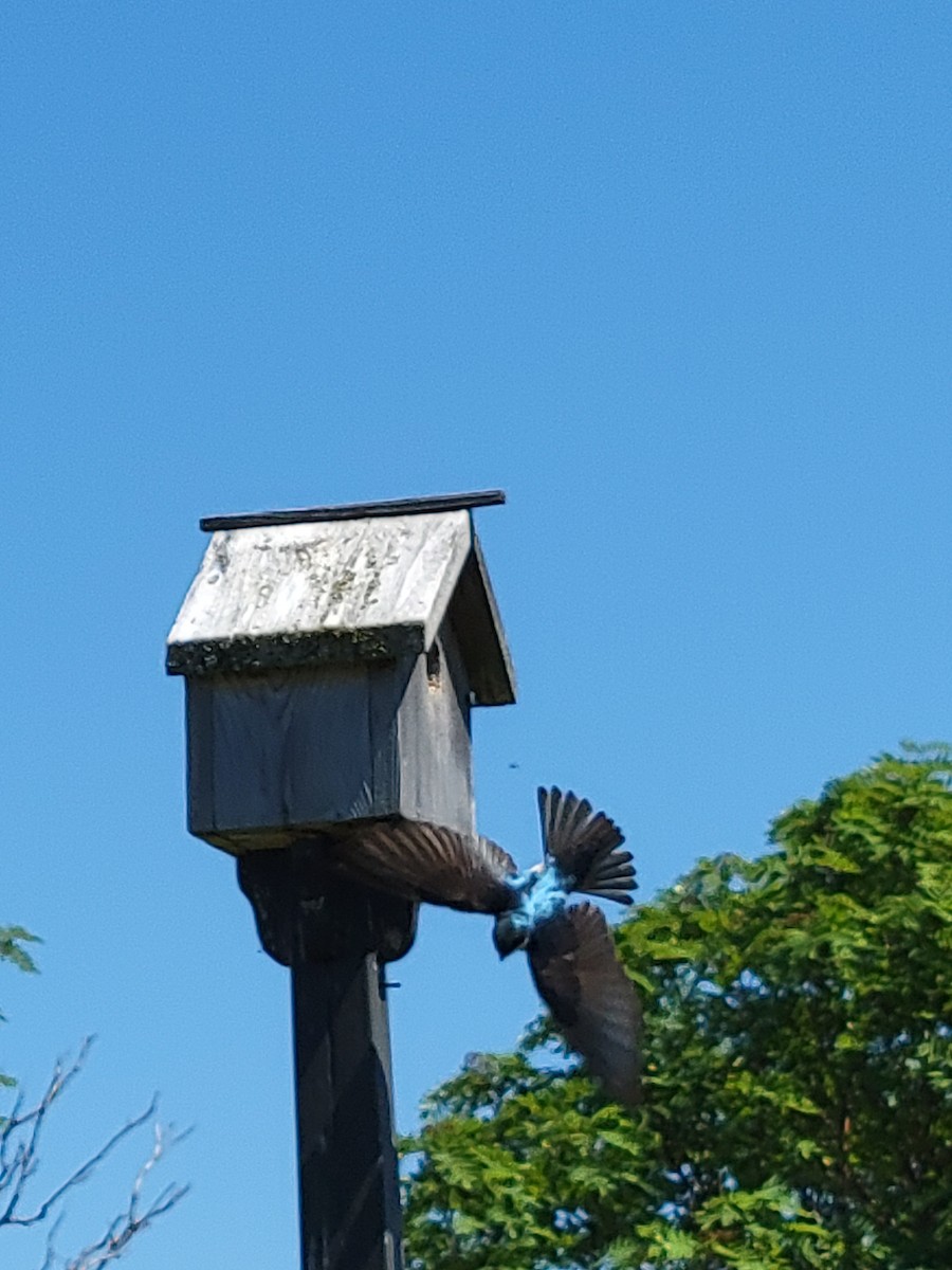 Tree Swallow - ML638673071